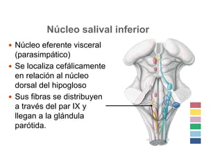 Núcleo salival inferior 
 Núcleo eferente visceral 
(parasimpático) 
 Se localiza cefálicamente 
en relación al núcleo 
dorsal del hipogloso 
 Sus fibras se distribuyen 
a través del par IX y 
llegan a la glándula 
parótida. 
 