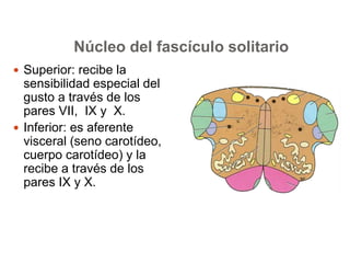 Núcleo del fascículo solitario 
 Superior: recibe la 
sensibilidad especial del 
gusto a través de los 
pares VII, IX y X. 
 Inferior: es aferente 
visceral (seno carotídeo, 
cuerpo carotídeo) y la 
recibe a través de los 
pares IX y X. 
 