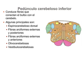 Pedúnculo cerebeloso inferior 
 Conduce fibras que 
conectan el bulbo con el 
cerebelo. 
 Algunas principales son: 
 Espinocerebeloso dorsal 
 Fibras arciformes externas 
y posteriores 
 Fibras arciformes externas 
y anteriores 
 Olivocerebelosas 
 Vestibulocerebelosas 
 