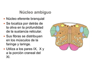 Núcleo ambiguo 
 Núcleo eferente branquial 
 Se localiza por detrás de 
la oliva en la profundidad 
de la sustancia reticular. 
 Sus fibras se distribuyen 
en los músculos de la 
faringe y laringe. 
 Utiliza a los pares IX, X y 
a la porción craneal del 
XI. 
 