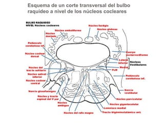 Esquema de un corte transversal del bulbo 
raquídeo a nivel de los núcleos cocleares 
 