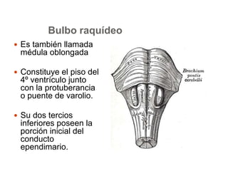 Bulbo raquídeo 
 Es también llamada 
médula oblongada 
 Constituye el piso del 
4º ventrículo junto 
con la protuberancia 
o puente de varolio. 
 Su dos tercios 
inferiores poseen la 
porción inicial del 
conducto 
ependimario. 
 