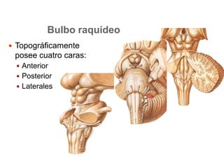 Bulbo raquídeo 
 Topográficamente 
posee cuatro caras: 
 Anterior 
 Posterior 
 Laterales 
 
