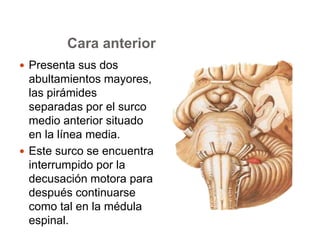 Cara anterior 
 Presenta sus dos 
abultamientos mayores, 
las pirámides 
separadas por el surco 
medio anterior situado 
en la línea media. 
 Este surco se encuentra 
interrumpido por la 
decusación motora para 
después continuarse 
como tal en la médula 
espinal. 
 