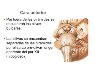 Cara anterior 
 Por fuera de las pirámides se 
encuentran las olivas 
bulbares. 
 Las olivas se encuentran 
separadas de las pirámides 
por el surco pre-olivar origen 
aparente del par XII 
(hipogloso). 
 