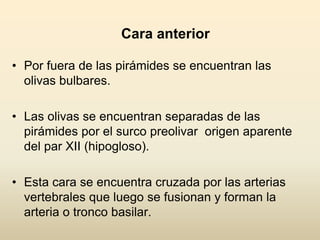 Cara anterior
• Por fuera de las pirámides se encuentran las
olivas bulbares.
• Las olivas se encuentran separadas de las
pirámides por el surco preolivar origen aparente
del par XII (hipogloso).
• Esta cara se encuentra cruzada por las arterias
vertebrales que luego se fusionan y forman la
arteria o tronco basilar.
 