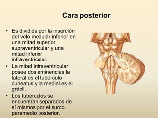 Cara posterior
• Es dividida por la inserción
del velo medular inferior en
una mitad superior
supraventricular y una
mitad inferior
infraventricular.
• La mitad infraventricular
posee dos eminencias la
lateral es el tubérculo
cuneatus y la medial es el
grácil.
• Los tubérculos se
encuentran separados de
sí mismos por el surco
paramedio posterior.
 