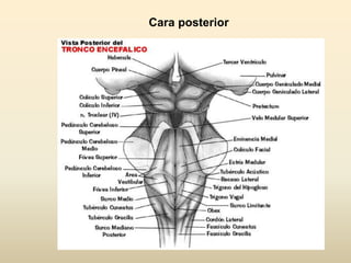 Cara posterior
 