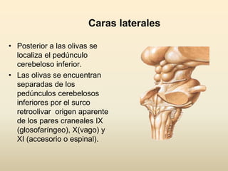 Caras laterales
• Posterior a las olivas se
localiza el pedúnculo
cerebeloso inferior.
• Las olivas se encuentran
separadas de los
pedúnculos cerebelosos
inferiores por el surco
retroolivar origen aparente
de los pares craneales IX
(glosofaríngeo), X(vago) y
XI (accesorio o espinal).
 