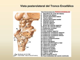 Vista posterolateral del Tronco Encefálico
 