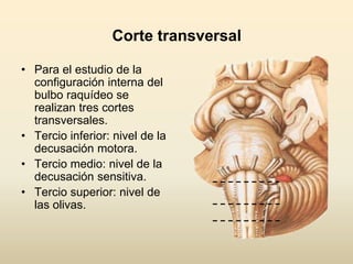 Corte transversal
• Para el estudio de la
configuración interna del
bulbo raquídeo se
realizan tres cortes
transversales.
• Tercio inferior: nivel de la
decusación motora.
• Tercio medio: nivel de la
decusación sensitiva.
• Tercio superior: nivel de
las olivas.
 