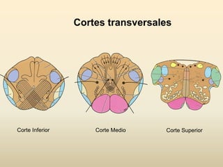 Cortes transversales
Corte Inferior Corte Medio Corte Superior
 