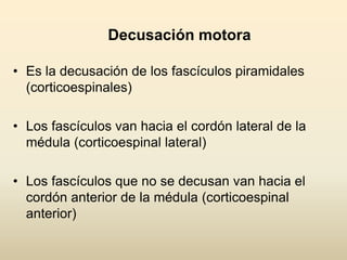 Decusación motora
• Es la decusación de los fascículos piramidales
(corticoespinales)
• Los fascículos van hacia el cordón lateral de la
médula (corticoespinal lateral)
• Los fascículos que no se decusan van hacia el
cordón anterior de la médula (corticoespinal
anterior)
 