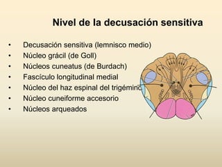 Nivel de la decusación sensitiva
• Decusación sensitiva (lemnisco medio)
• Núcleo grácil (de Goll)
• Núcleos cuneatus (de Burdach)
• Fascículo longitudinal medial
• Núcleo del haz espinal del trigémino
• Núcleo cuneiforme accesorio
• Núcleos arqueados
 