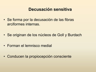 Decusación sensitiva
• Se forma por la decusación de las fibras
arciformes internas.
• Se originan de los núcleos de Goll y Burdach
• Forman el lemnisco medial
• Conducen la propiocepción consciente
 