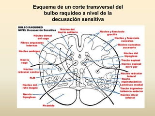 Esquema de un corte transversal del
bulbo raquídeo a nivel de la
decusación sensitiva
 