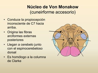 Núcleo de Von Monakow
(cuneirforme accesorio)
• Conduce la propiocepción
inconsciente de C7 hacia
arriba.
• Origina las fibras
arciformes externas
posteriores
• Llegan a cerebelo junto
con el espinocerebeloso
dorsal
• Es homólogo a la columna
de Clarke
 