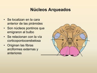 Núcleos Arqueados
• Se localizan en la cara
anterior de las pirámides
• Son núcleos pontinos que
emigraron al bulbo
• Se relacionan con la vía
corticopontocerebelosa
• Originan las fibras
arciformes externas y
anteriores
 