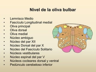 Nivel de la oliva bulbar
• Lemnisco Medio
• Fascículo Longitudinal medial
• Oliva principal
• Oliva dorsal
• Oliva medial
• Núcleo ambiguo
• Núcleo del par XII
• Núcleo Dorsal del par X
• Núcleo del Fascículo Solitario
• Núcleos vestibulares
• Núcleo espinal del par V
• Núcleos cocleares dorsal y ventral
• Pedúnculo cerebeloso inferior
 