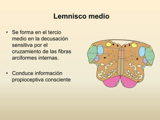 Lemnisco medio
• Se forma en el tercio
medio en la decusación
sensitiva por el
cruzamiento de las fibras
arciformes internas.
• Conduce información
propioceptiva consciente
 
