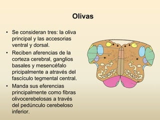 Olivas
• Se consideran tres: la oliva
principal y las accesorias
ventral y dorsal.
• Reciben aferencias de la
corteza cerebral, ganglios
basales y mesencéfalo
pricipalmente a através del
fascículo tegmental central.
• Manda sus eferencias
principalmente como fibras
olivocerebelosas a través
del pedúnculo cerebeloso
inferior.
 