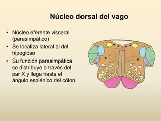 Núcleo dorsal del vago
• Núcleo eferente visceral
(parasimpático)
• Se localiza lateral al del
hipogloso
• Su función parasimpática
se distribuye a través del
par X y llega hasta el
ángulo esplénico del cólon.
 