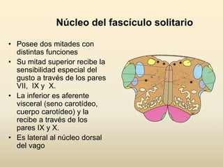 Núcleo del fascículo solitario
• Posee dos mitades con
distintas funciones
• Su mitad superior recibe la
sensibilidad especial del
gusto a través de los pares
VII, IX y X.
• La inferior es aferente
visceral (seno carotídeo,
cuerpo carotídeo) y la
recibe a través de los
pares IX y X.
• Es lateral al núcleo dorsal
del vago
 