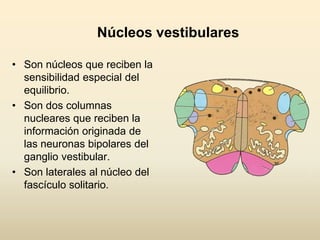 Núcleos vestibulares
• Son núcleos que reciben la
sensibilidad especial del
equilibrio.
• Son dos columnas
nucleares que reciben la
información originada de
las neuronas bipolares del
ganglio vestibular.
• Son laterales al núcleo del
fascículo solitario.
 