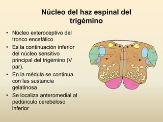 Núcleo del haz espinal del
trigémino
• Núcleo exteroceptivo del
tronco encefálico
• Es la continuación inferior
del núcleo sensitivo
principal del trigémino (V
par).
• En la médula se continua
con las sustancia
gelatinosa
• Se localiza anteromedial al
pedúnculo cerebeloso
inferior
 