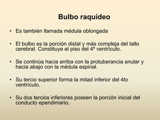 Bulbo raquídeo
• Es también llamada médula oblongada
• El bulbo es la porción distal y más compleja del tallo
cerebral. Constituye el piso del 4º ventrículo.
• Se continúa hacia arriba con la protuberancia anular y
hacia abajo con la médula espinal.
• Su tercio superior forma la mitad inferior del 4to
ventrículo.
• Su dos tercios inferiores poseen la porción inicial del
conducto ependimario.
 