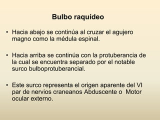 Bulbo raquídeo
• Hacia abajo se continúa al cruzar el agujero
magno como la médula espinal.
• Hacia arriba se continúa con la protuberancia de
la cual se encuentra separado por el notable
surco bulboprotuberancial.
• Este surco representa el origen aparente del VI
par de nervios craneanos Abduscente o Motor
ocular externo.
 