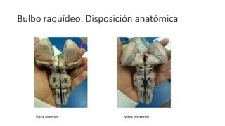 Bulbo raquídeo: Disposición anatómica
Vista anterior Vista posterior
 