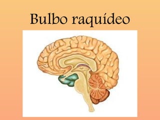 bulbo raquideorelacionado con algunas patologias | PPTX