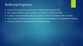 Bulbospongiosus muscle 140818 PPT