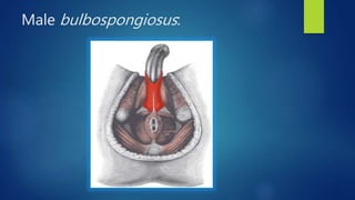 Bulbospongiosus muscle 140818 PPT