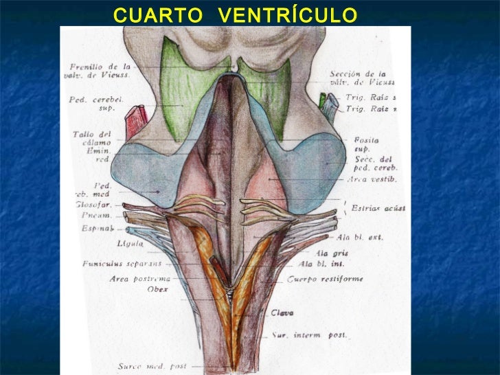 Bulbo y protuberancia Bulbo y protuberancia