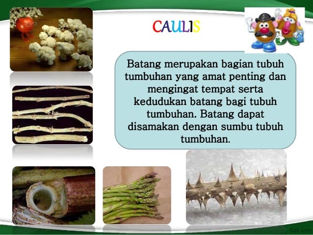 Bulbus, cormus, lignum, caulis, tuber