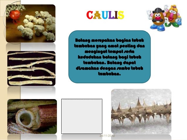 Bul bus, cormus, lignum, caulis dan tuber