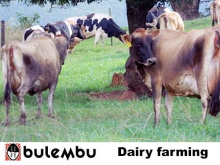 Dairy farming