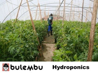 Hydroponics
