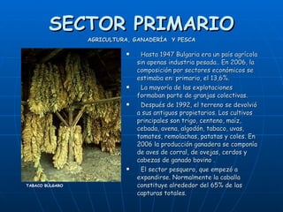 SECTOR PRIMARIO AGRICULTURA, GANADERÍA  Y PESCA Hasta 1947 Bulgaria era un país agrícola sin apenas industria pesada.. En 2006, la composición por sectores económicos se estimaba en: primario, el 13,6%. La mayoría de las explotaciones formaban parte de granjas colectivas. Después de 1992, el terreno se devolvió a sus antiguos propietarios. Los cultivos principales son trigo, centeno, maíz, cebada, avena, algodón, tabaco, uvas, tomates, remolachas, patatas y coles. En 2006 la producción ganadera se componía de aves de corral, de ovejas, cerdos y cabezas de ganado bovino . El sector pesquero, que empezó a expandirse. Normalmente la caballa constituye alrededor del 65% de las capturas totales.   TABACO BÚLGARO 