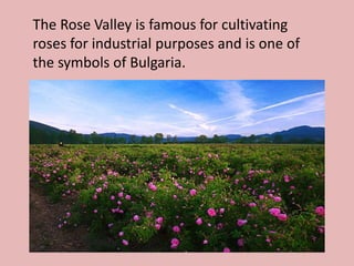 The Rose Valley is famous for cultivating
roses for industrial purposes and is one of
the symbols of Bulgaria.
 