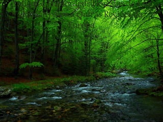 Antigas e Primordiais Florestas de Faia
dos Cárpatos e Outras Regiões da
Europa
 