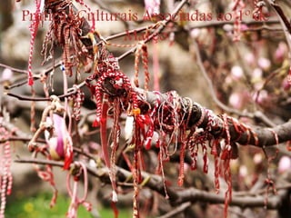 Práticas Culturais Associadas ao 1º de
Março
 