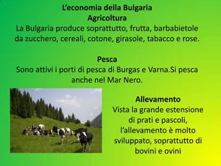 L’economia della Bulgaria
Agricoltura
La Bulgaria produce soprattutto, frutta, barbabietole
da zucchero, cereali, cotone, girasole, tabacco e rose.
Pesca
Sono attivi i porti di pesca di Burgas e Varna.Si pesca
anche nel Mar Nero.
Allevamento
Vista la grande estensione
di prati e pascoli,
l’allevamento è molto
sviluppato, soprattutto di
bovini e ovini
 
