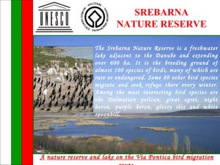 SREBARNA
                          NATURE RESERVE

                  The Srebarna Nature Reserve is a freshwater
                  lake adjacent to the Danube and extending
                  over 600 ha. It is the breeding ground of
                  almost 100 species of birds, many of which are
                  rare or endangered. Some 80 other bird species
                  migrate and seek refuge there every winter.
                  Among the most interesting bird species are
                  the Dalmatian pelican, great egret, night
                  heron, purple heron, glossy ibis and white
                  spoonbill.




A nature reserve and lake on the Via Pontica bird migration
 