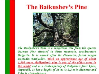 The Baikushev's Pine




The Baikushev's Pine is a coniferous tree from the species
Bosman Pine situated in Pirin mountain, southwestern
Bulgaria. It is named after its discoverer, forest ranger
Kostadin Baikushev. With an approximate age of about
1,300 years, Baikushev's pine is one of the oldest trees in
the world and is a contemporary of Bulgaria's first khan,
Asparukh. It has a height of 26 m, is 2.2 m in diameter and
 