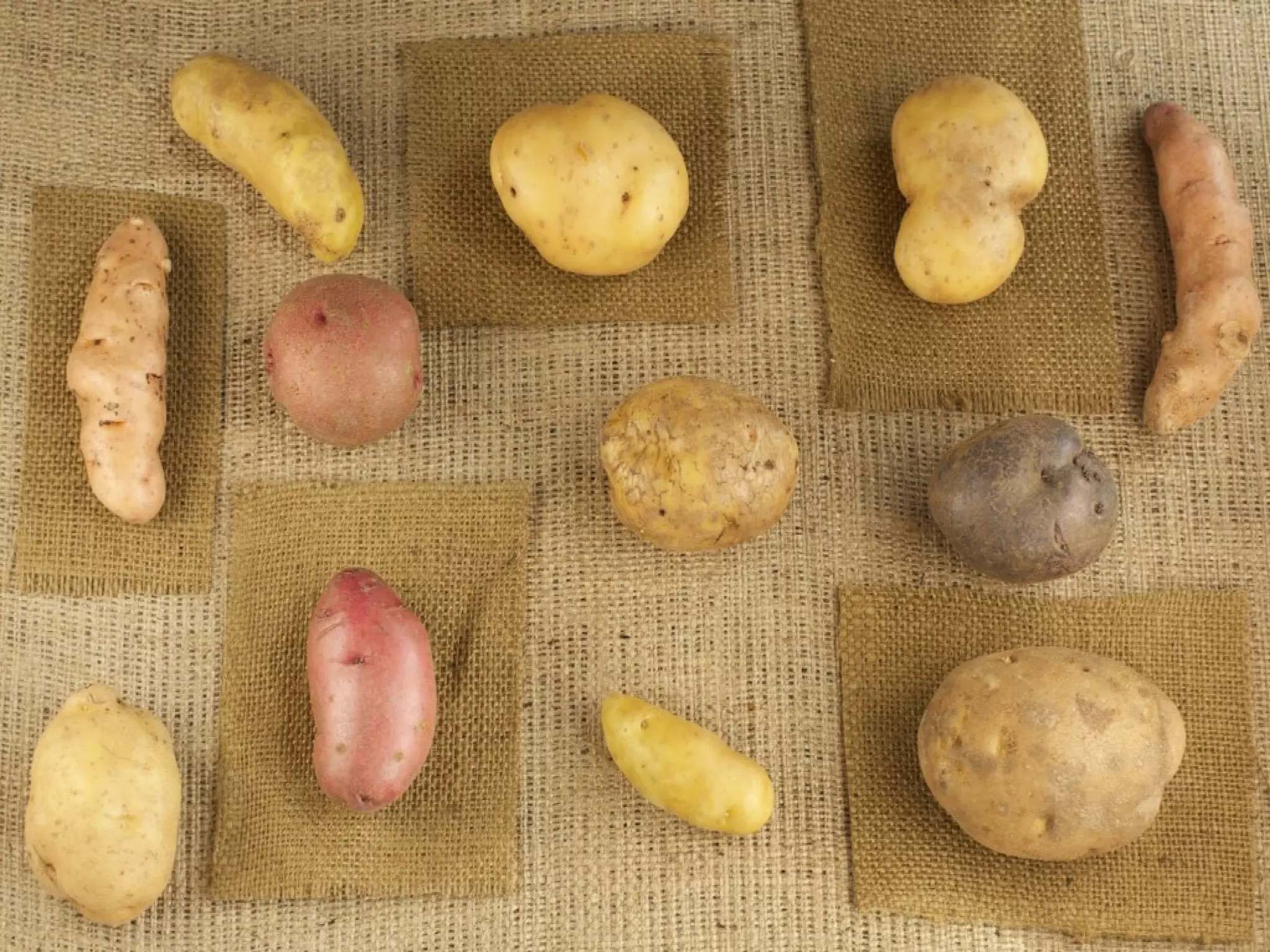 History of the potatoes
• The earliest known potatoes were discovered in
  the high mountains of South America, Peru and
  Chile. The earliest such remains of potatoes
  date to 400 B.C. They were found at
  archaeological sites at Chiripa, on the shores of
  Lake Titicaca. Other findings have been in
  Bolivia, Lima, Peru; and on the coast of northern
  Chile.
• After its discovery by Spanish conquistadors,
  the potato was taken to Europe. Although the
  Spanish took the Inca empire for gold, the
  potato proved to be the richest treasure they
  carried home. Potatoes , planted and cultivated ,
  provided food for millions.
 