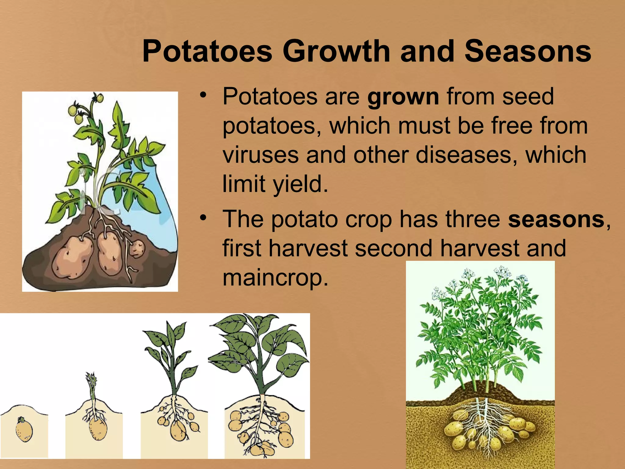 Potatoes Growth and Seasons
   • Potatoes are grown from seed
     potatoes, which must be free from
     viruses and other diseases, which
     limit yield.
   • The potato crop has three seasons,
     first harvest second harvest and
     maincrop.
 