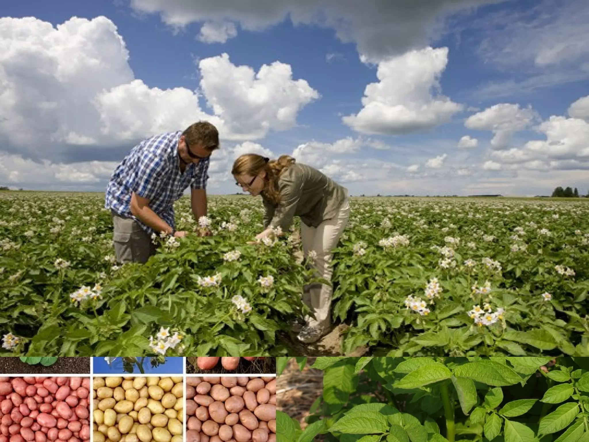 Types & varieties
• More then 130 potatoes varieties have
  been developed for various uses. Depends
  on its use, potatoes differs between:
 Steady Potatoes
 Predominantly Steady Potatoes
 Mealy Potatoes
• The most famous Bulgarian varieties
  created in Vegetables Research Institute
  in Plovdiv are:
   Иверце - Ivertse
   Надежда - Nadejda
   Перун - Perun
   Рожен – Rojen
   Орфей - Orpheus
 